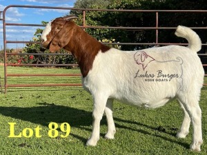 1X BOERGOAT PREGNANT STUD 10-197 A DOE LUKAS BURGER BOERBOK STOET