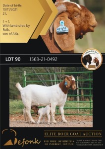 1 + 1X BOERGOAT FLOCK 10-138 DOE SHONGOLOLO BOERBOK STOET 1563