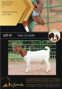 1X BOERGOAT STUD 10-182 DOE SHONGOLOLO BOERBOK STOET 1563