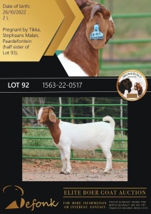 1X BOERGOAT FLOCK ON COLOR 10-146 DOE SHONGOLOLO BOERBOK STOET 1563