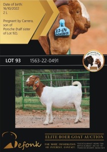 1X BOERGOAT STUD 21-289 DOE SHONGOLOLO BOERBOK STOET 1563