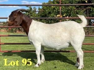 1X BOERGOAT FLOCK ON COLOR 10-169 SP DOE LUKAS BURGER BOERBOK STOET