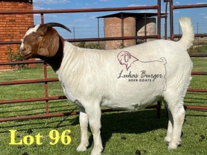 1X BOERGOAT PREGNANT FLOCK ON TEAT 10-168 SP DOE LUKAS BURGER BOERBOK STOET