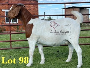 1X BOERGOAT PREGNANT STUD 48-544 SP DOE LUKAS BURGER BOERBOK STOET