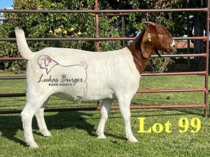 1X BOERGOAT PREGNANT STUD 48-538 SP DOE LUKAS BURGER BOERBOK STOET