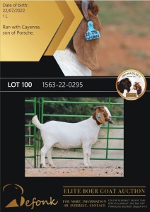 1X BOERGOAT FLOCK 10-155 DOE SHONGOLOLO BOERBOK STOET 1563