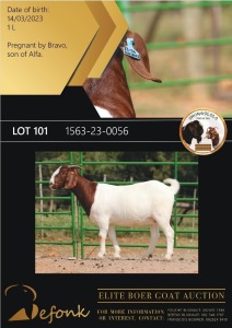 1X BOERGOAT STUD 10-184 DOE SHONGOLOLO BOERBOK STOET 1563