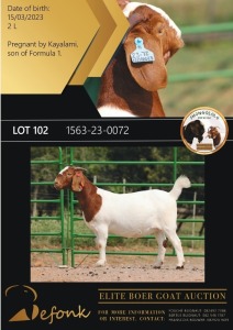 1X BOERGOAT FLOCK ON COLOR 10-153 DOE SHONGOLOLO BOERBOK STOET 1563