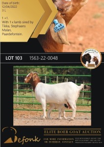 1 + 1X BOERGOAT FLOCK ON TEAT 10-158 DOE SHONGOLOLO BOERBOK STOET 1563