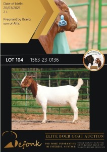 1X BOERGOAT FLOCK ON COLOR 10-159 DOE SHONGOLOLO BOERBOK STOET 1563