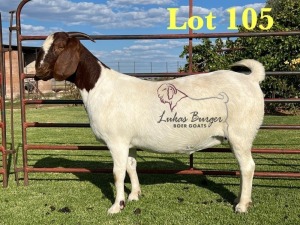 1X BOERGOAT PREGNANT FLOCK ON TEAT 10-176 SP DOE LUKAS BURGER BOERBOK STOET