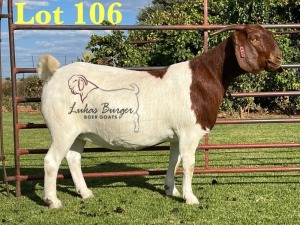 1X BOERGOAT PREGNANT FLOCK ON COLOR 10-167 SP DOE LUKAS BURGER BOERBOK STOET