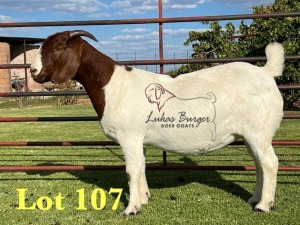 1X BOERGOAT PREGNANT FLOCK ON TEAT 10-171 SP DOE LUKAS BURGER BOERBOK STOET