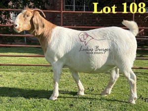 1X BOERGOAT PREGNANT FLOCK ON TEAT 10-172 SP DOE LUKAS BURGER BOERBOK STOET