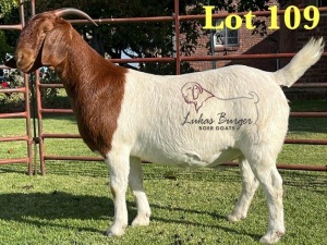 1X BOERGOAT PREGNANT FLOCK ON COLOR 10-162 SP DOE LUKAS BURGER BOERBOK STOET