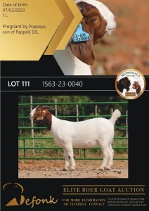 1X BOERGOAT STUD 10-177 DOE SHONGOLOLO BOERBOK STOET 1563