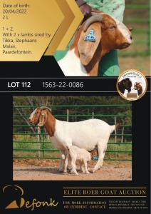 1 +2X BOERGOAT FLOCK ON TEAT 10-139 DOE SHONGOLOLO BOERBOK STOET 1563