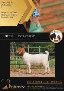 1X BOERGOAT FLOCK 10-143 DOE SHONGOLOLO BOERBOK STOET 1563