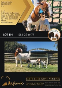 1 + 2X BOERGOAT FLOCK 10-144 DOE SHONGOLOLO BOERBOK STOET 1563