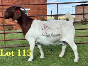 1X BOERGOAT FLOCK 10-144 SP DOE LUKAS BURGER BOERBOK STOET