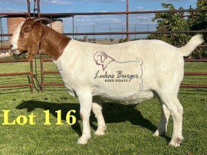 1X BOERGOAT PREGNANT STUD 10-196 SP DOE LUKAS BURGER BOERBOK STOET