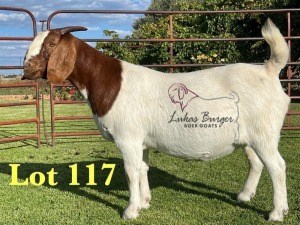 1X BOERGOAT PREGNANT STUD SP DOE LUKAS BURGER BOERBOK STOET