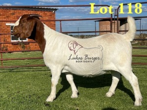 1X BOERGOAT PREGNANT STUD 10-187 SP DOE LUKAS BURGER BOERBOK STOET