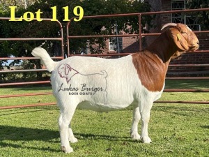 1X BOERGOAT PREGNANT STUD 48-543 SP DOE LUKAS BURGER BOERBOK STOET