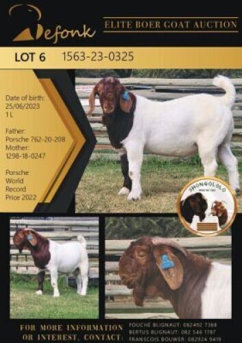 1X BOERGOAT FLOCK ON COLOR 10-123 BUCK SHONGOLOLO BOERBOK STOET 1563