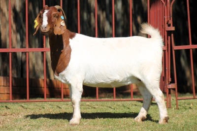 1X BOERGOAT STUD 4-030 EWE KRUISRIVIER BOERBOK STOET