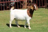 1X BOERGOAT STUD 4-030 EWE KRUISRIVIER BOERBOK STOET - 2