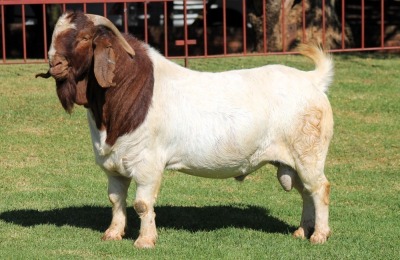 1X BOERGOAT COMMERCIAL BUCK KRUISRIVIER BOERBOK STOET