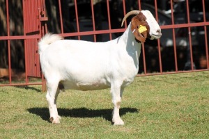 1X BOERGOAT STUD 4-039 EWE KRUISRIVIER BOERBOK STOET