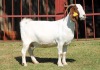 1X BOERGOAT STUD 4-039 EWE KRUISRIVIER BOERBOK STOET - 2