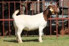 1X BOERGOAT STUD 4-023 EWE KRUISRIVIER BOERBOK STOET