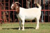 1X BOERGOAT STUD 4-023 EWE KRUISRIVIER BOERBOK STOET - 2