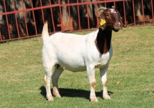 WITHDRAWN - X BOERGOAT STUD 4-032 EWE KRUISRIVIER BOERBOK STOET