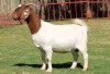 1X BOERGOAT STUD 4-022 EWE KRUISRIVIER BOERBOK STOET