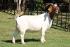 1X BOERGOAT STUD 4-022 EWE KRUISRIVIER BOERBOK STOET - 2