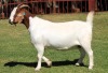 1X BOERGOAT STUD 4-035 EWE KRUISRIVIER BOERBOK STOET