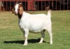 1X BOERGOAT STUD 4-035 EWE KRUISRIVIER BOERBOK STOET - 2