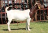 WITHDRAWN - X BOERGOAT STUD 4-021 EWE KRUISRIVIER BOERBOK STOET