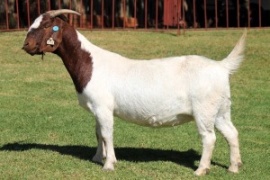 1X BOERGOAT FLOCK 4-038 EWE KRUISRIVIER BOERBOK STOET