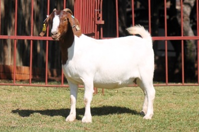 1X BOERGOAT STUD 4-031 EWE KRUISRIVIER BOERBOK STOET