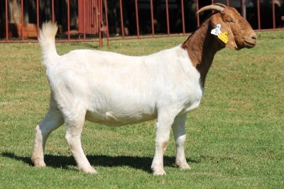 1X BOERGOAT STUD 4-051 EWE KRUISRIVIER BOERBOK STOET