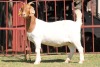 1X BOERGOAT STUD 4-051 EWE KRUISRIVIER BOERBOK STOET - 2