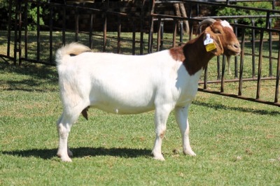 1X BOERGOAT STUD 4-040 EWE KRUISRIVIER BOERBOK STOET