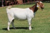 1X BOERGOAT STUD 4-040 EWE KRUISRIVIER BOERBOK STOET - 2