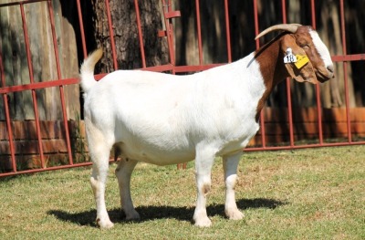 1X BOERGOAT STUD 4-043 EWE KRUISRIVIER BOERBOK STOET