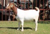 1X BOERGOAT STUD 4-043 EWE KRUISRIVIER BOERBOK STOET - 2